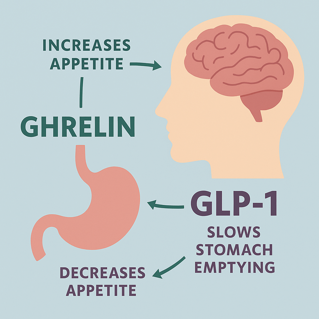 Diagram showing how Ghrelin and GLP-1 hormones affect hunger and appetite regulation