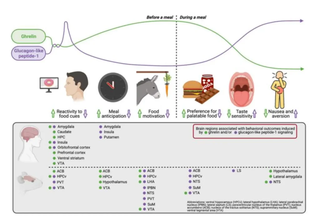 Diagram showing how Ghrelin and GLP-1 influence hunger, food cues, taste, and brain activity before and during a meal